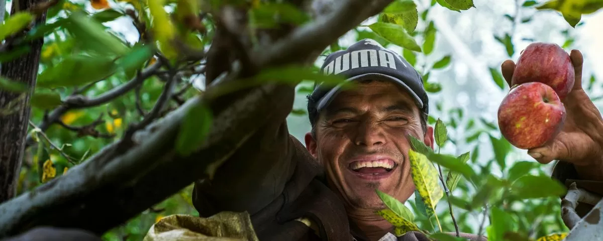 An agricultural worker smiles in an apple tree