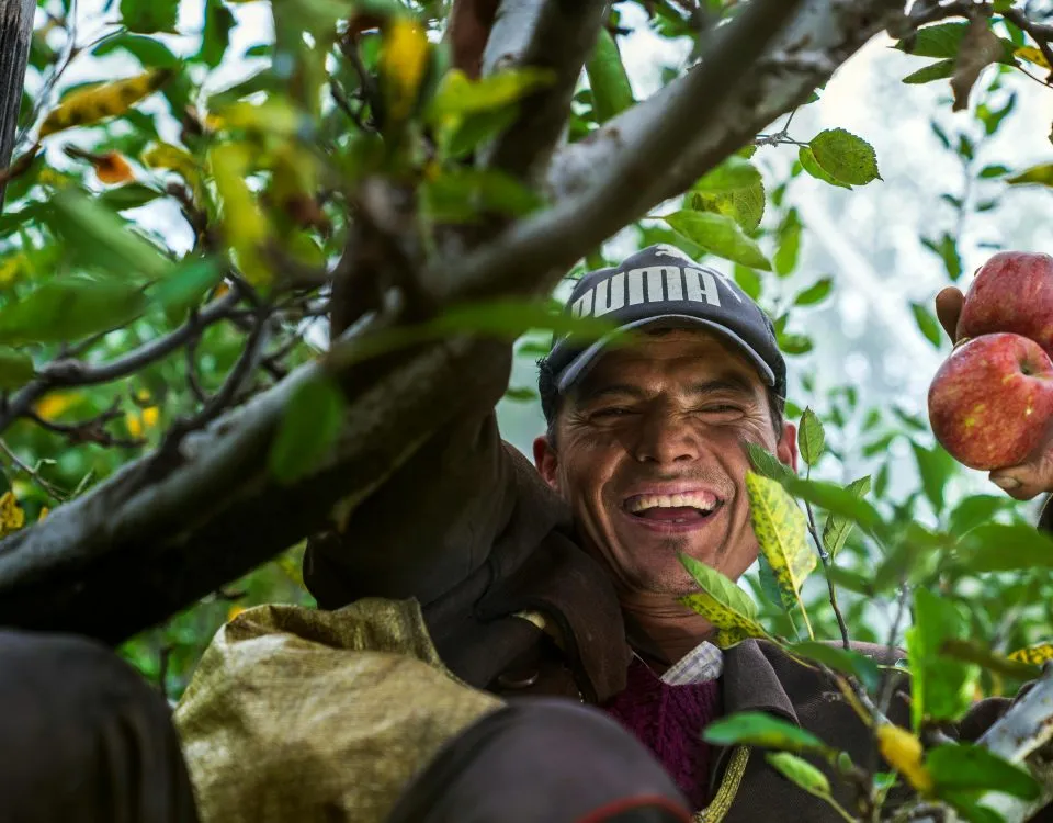 An agricultural worker smiles in an apple tree