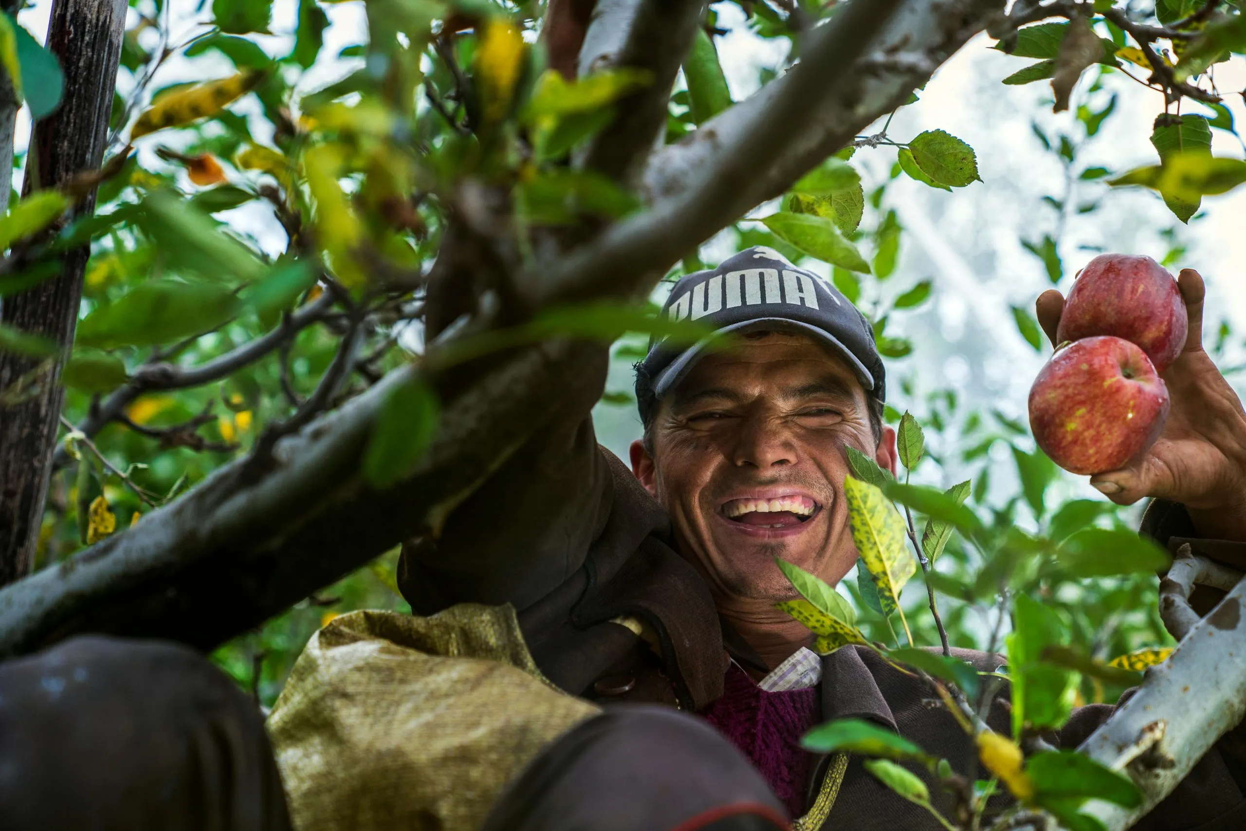 An agricultural worker smiles in an apple tree