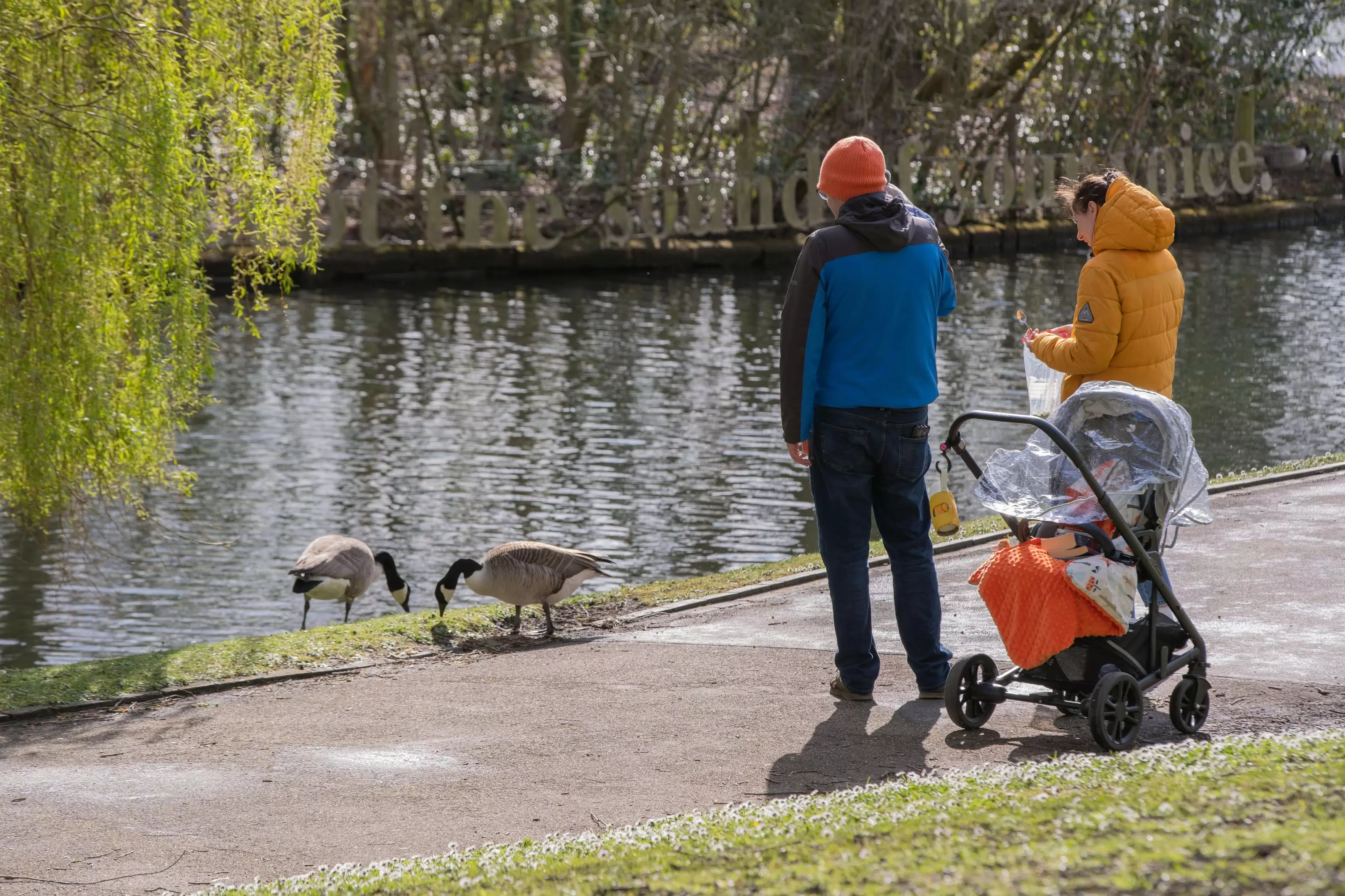 A man and woman, dressed for winter, stand with a stroller in a park, watching two Canada geese grazing on grass next to a pond